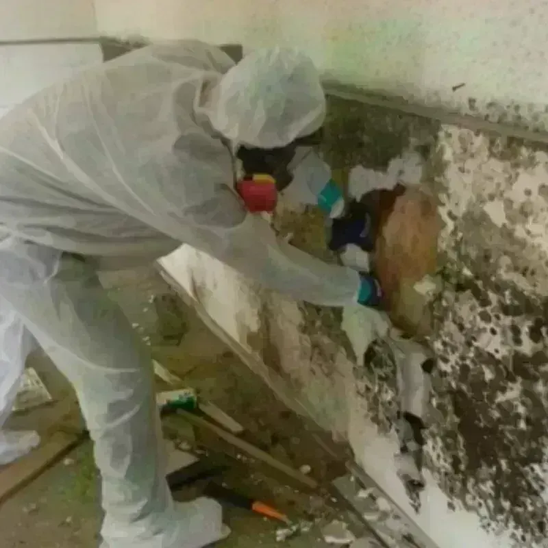 Mold Remediation and Removal in Union County, IL